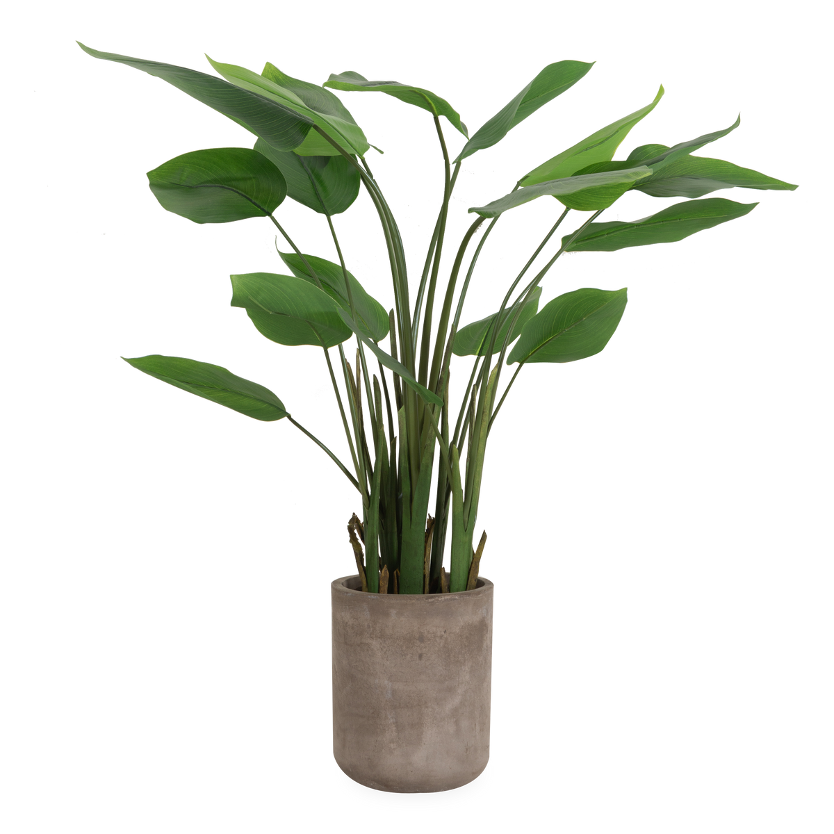 Banana Leaf Plant In Fiber Cement Planter