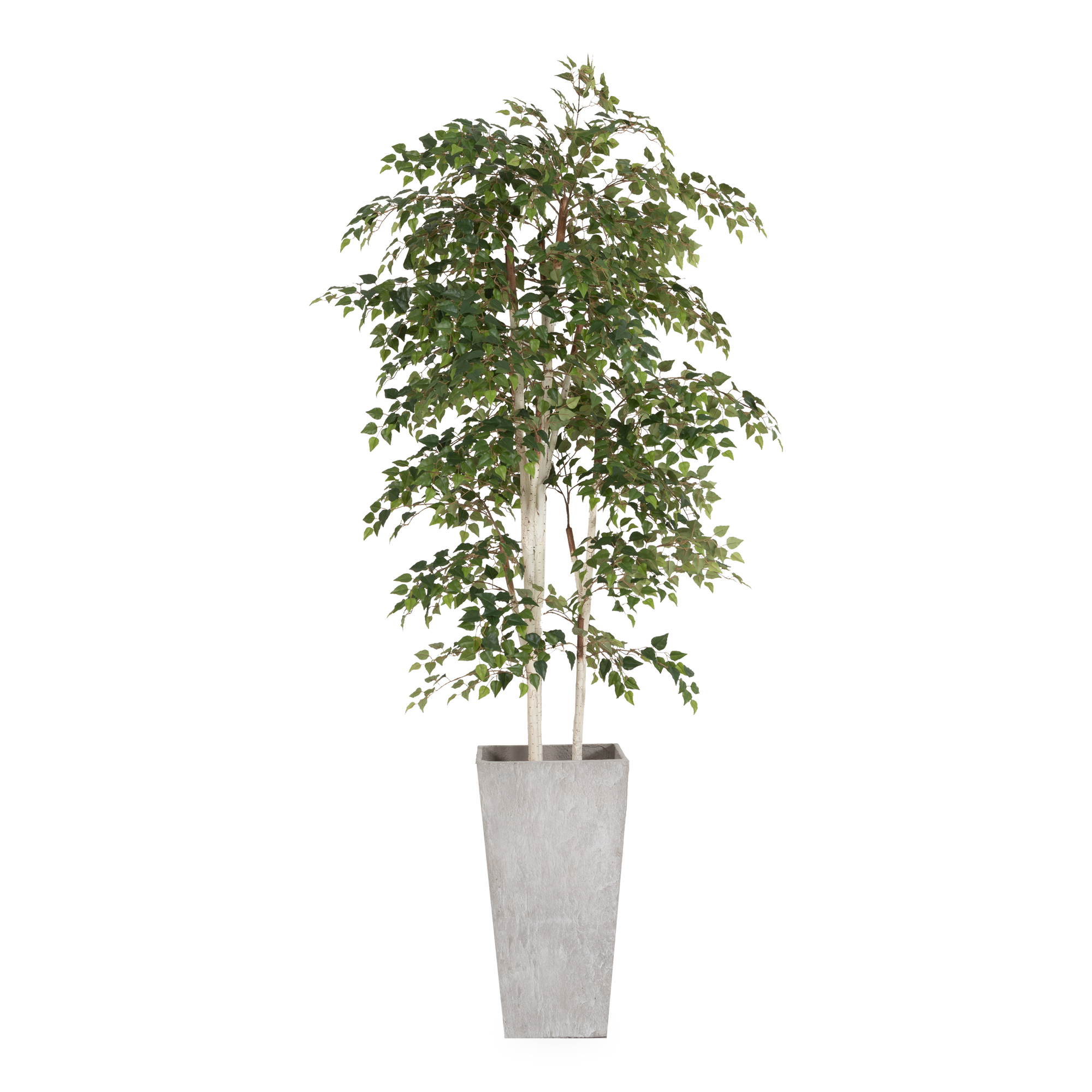 Stunningly beautiful, this Birch Tree stands tall at 7'4