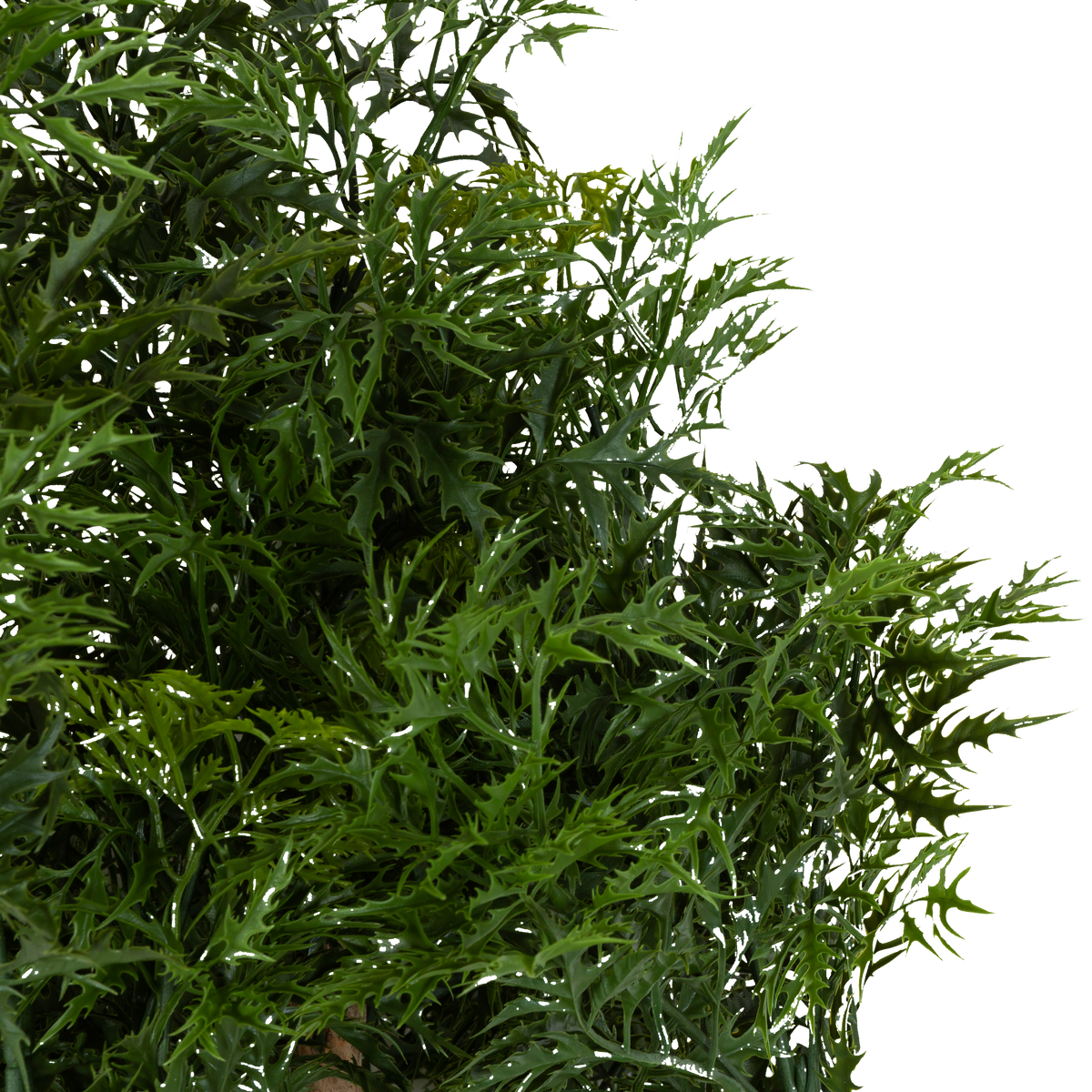 Ming Aralia Tree