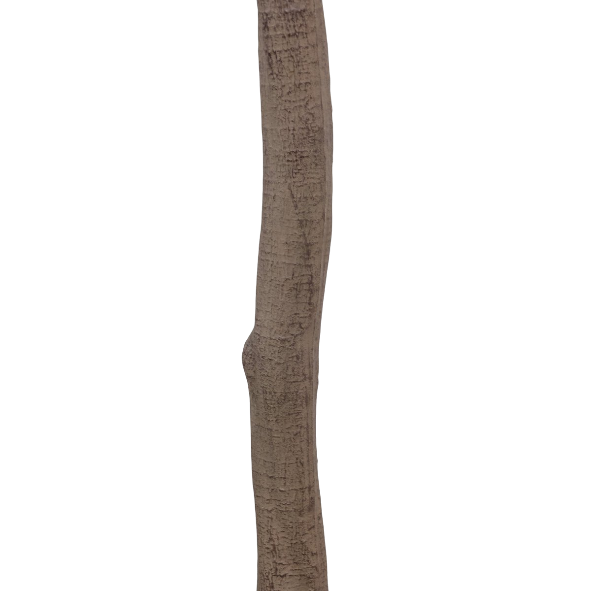 8' Aralia Tree