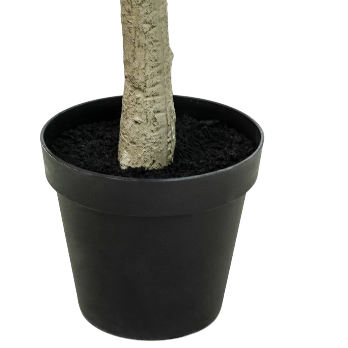 9' Eucalyptus Tree