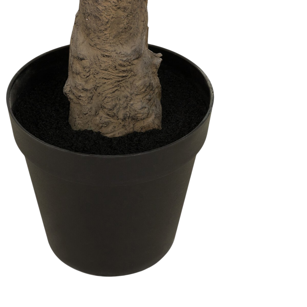 8' Wide Olive Tree