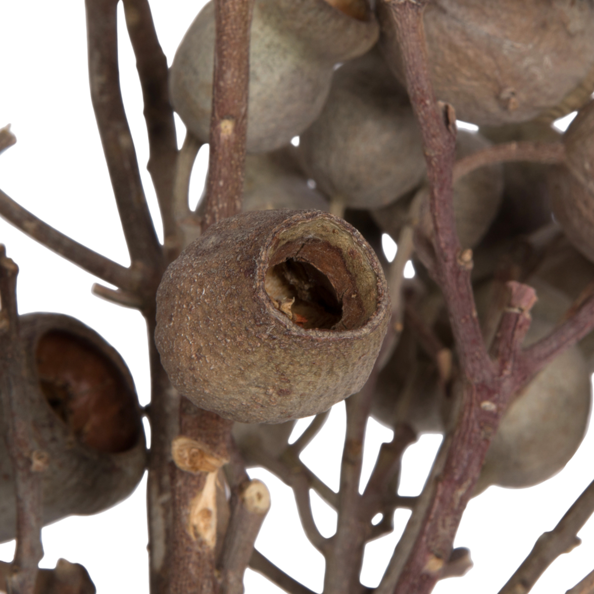 Natural Bellgum Branch Bundle