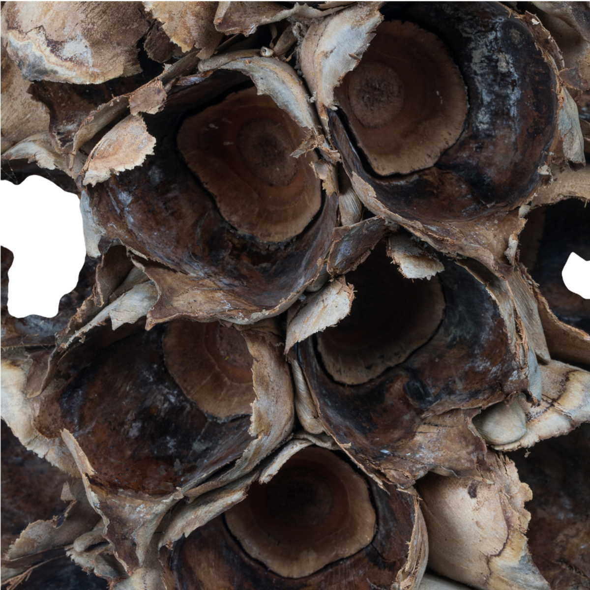 Natural Giant Seed Pod