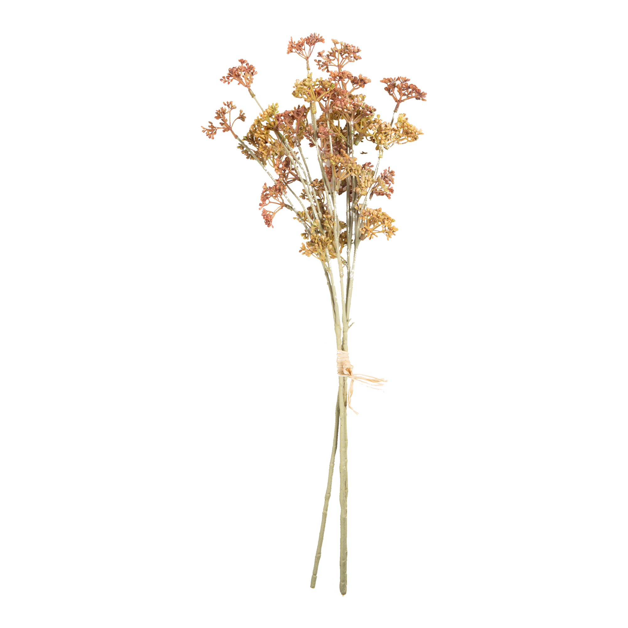 Meadow Sedge Stem