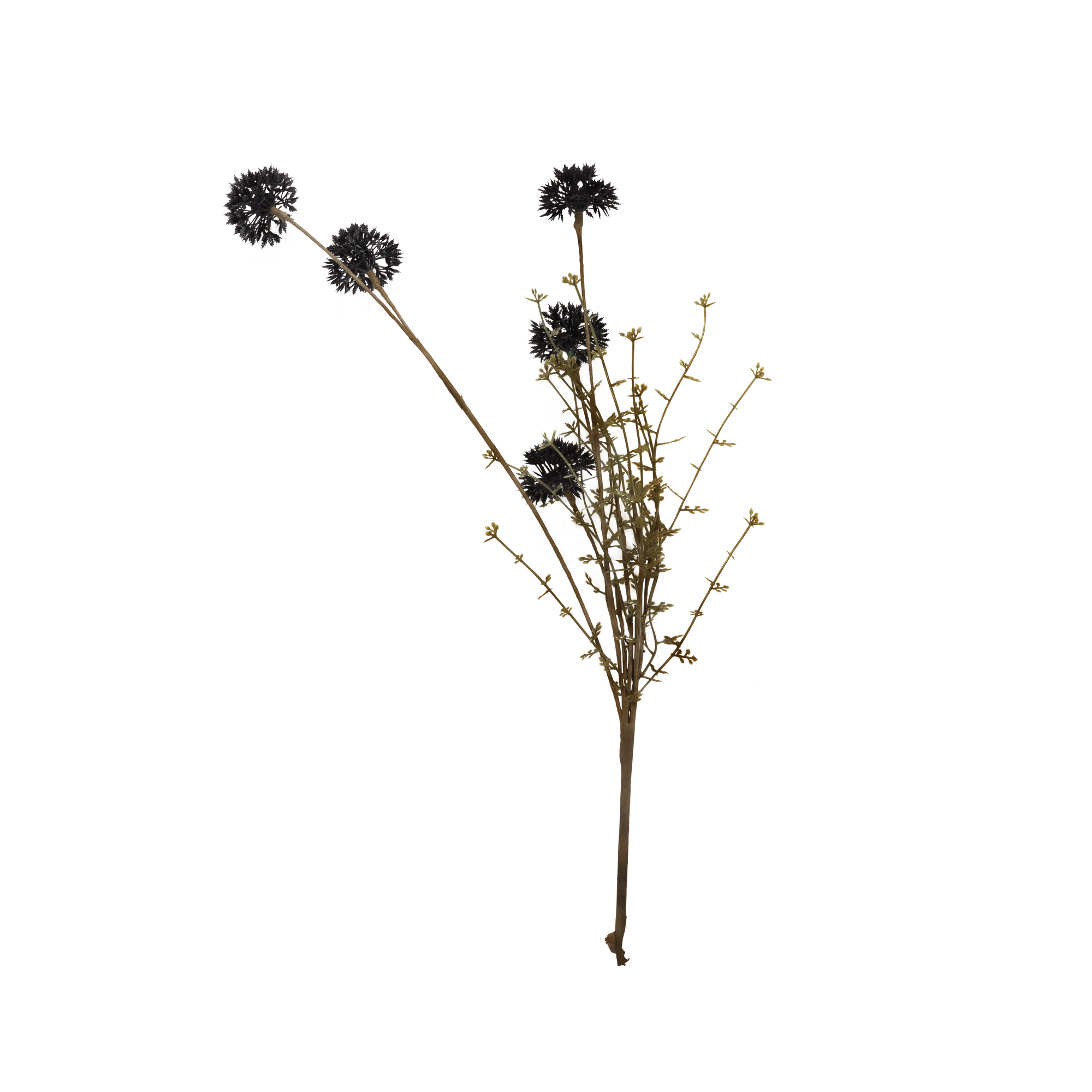 Melaleuca Stem