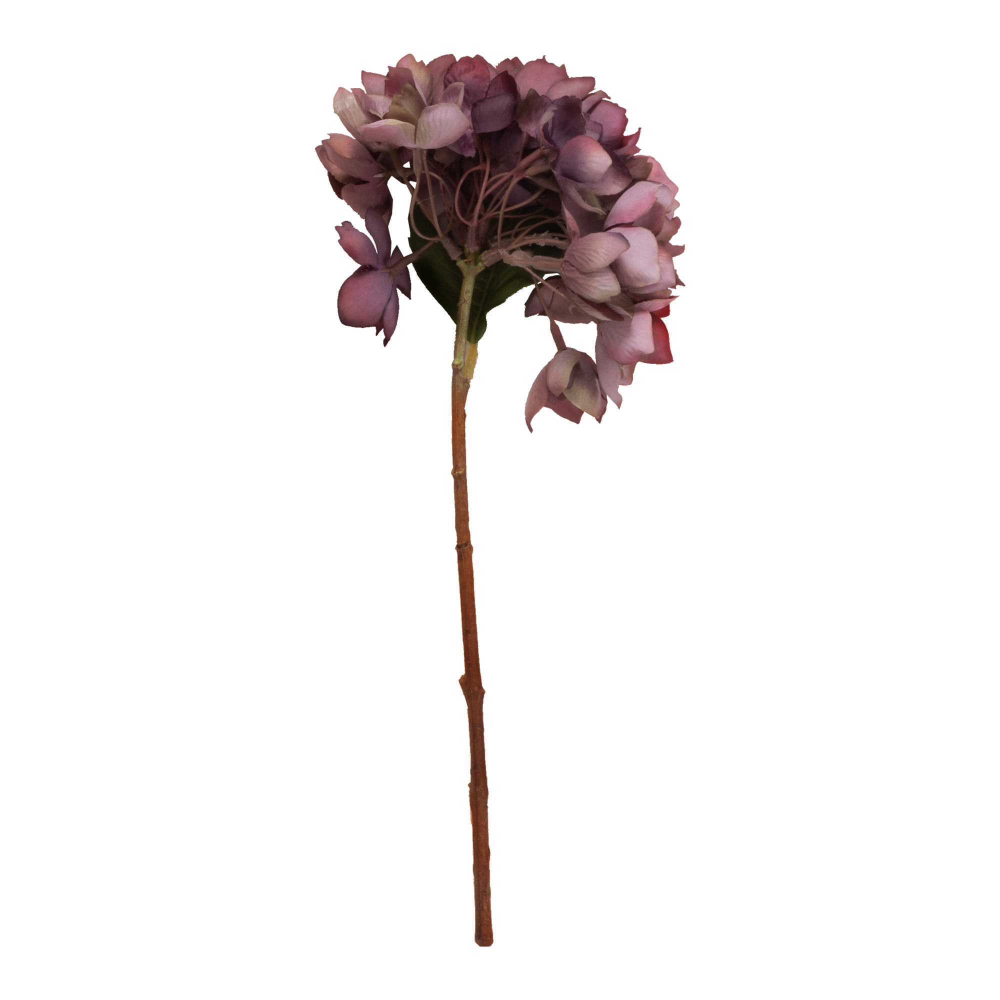 Hydrangea Stem
