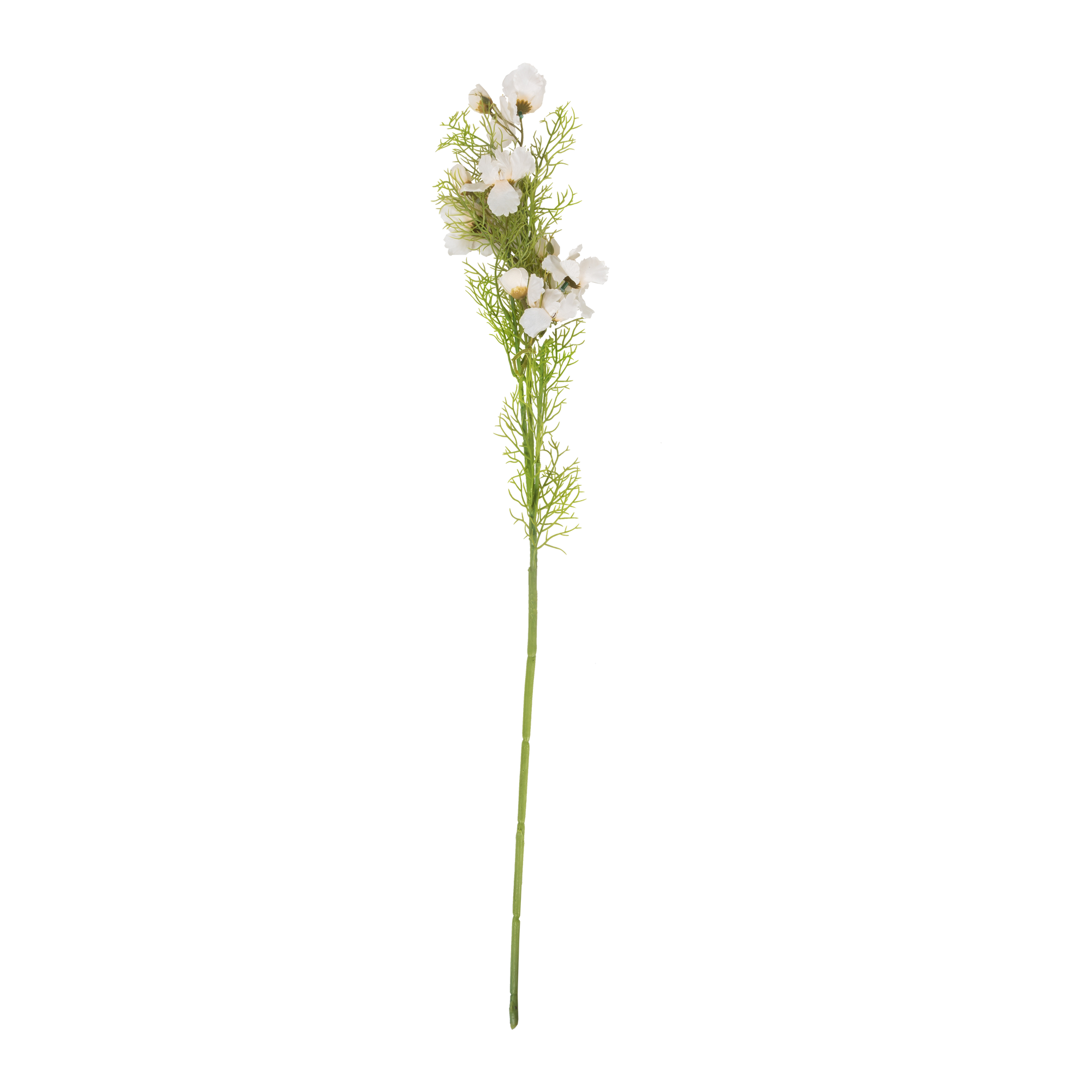 Cosmos Stem