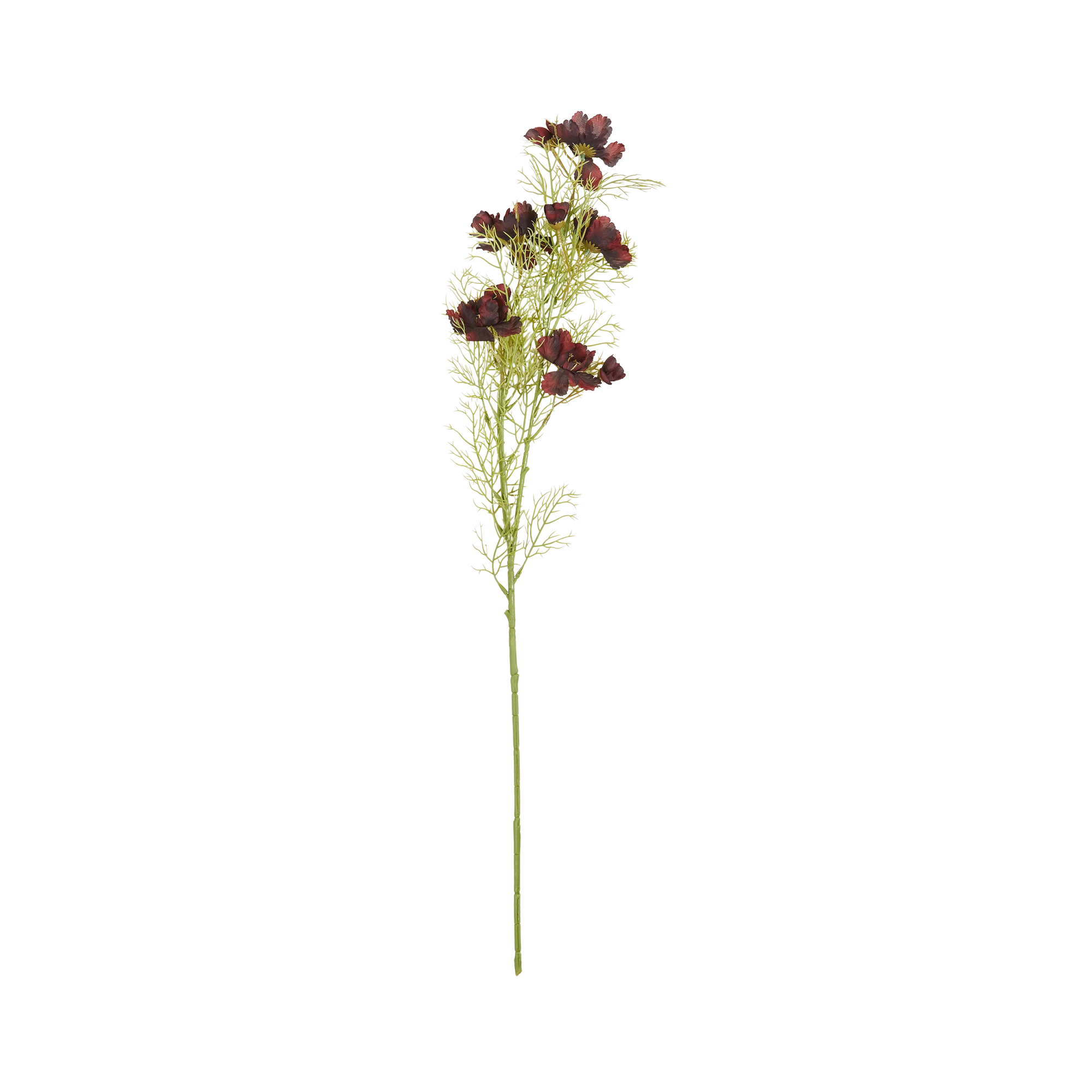 Cosmos Stem