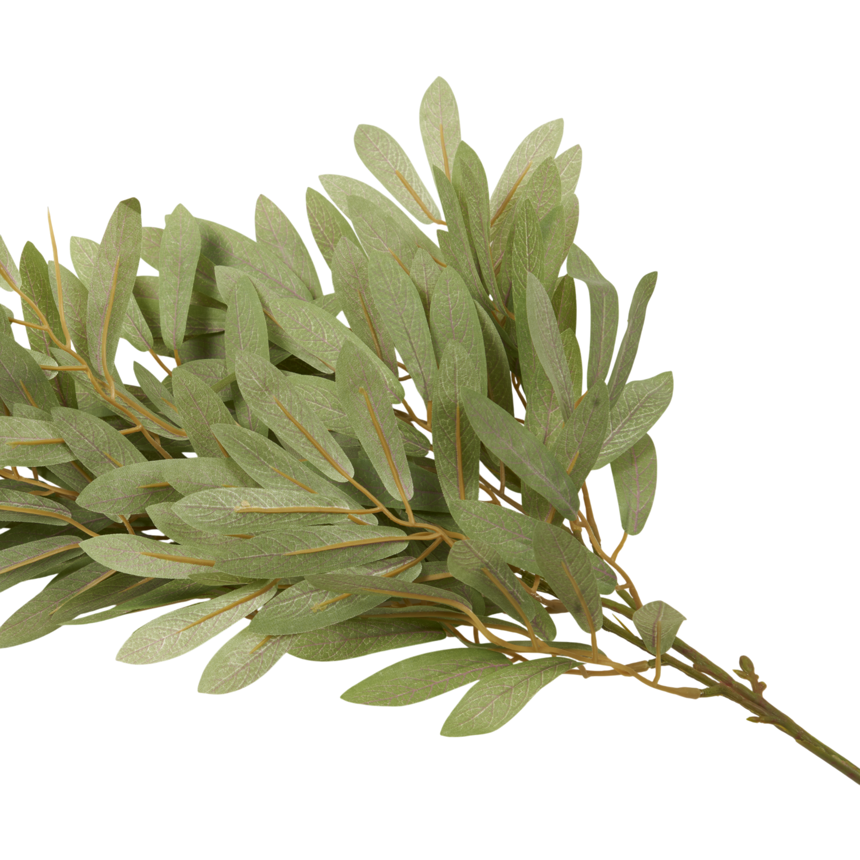 Soft Willow Stem