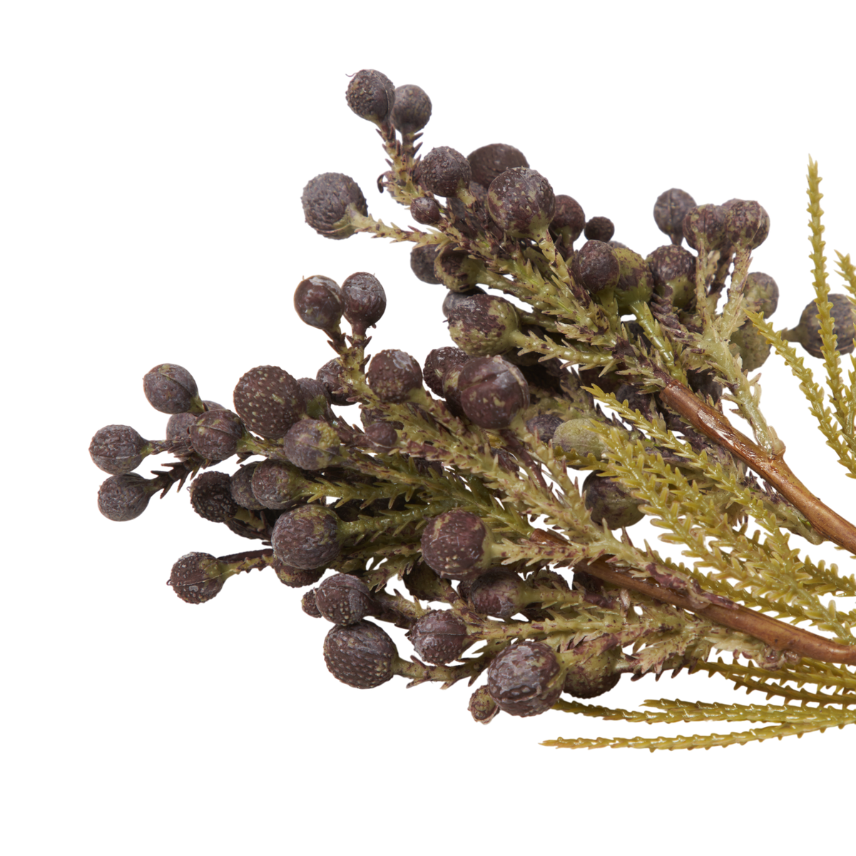 Brunia Berry Stem