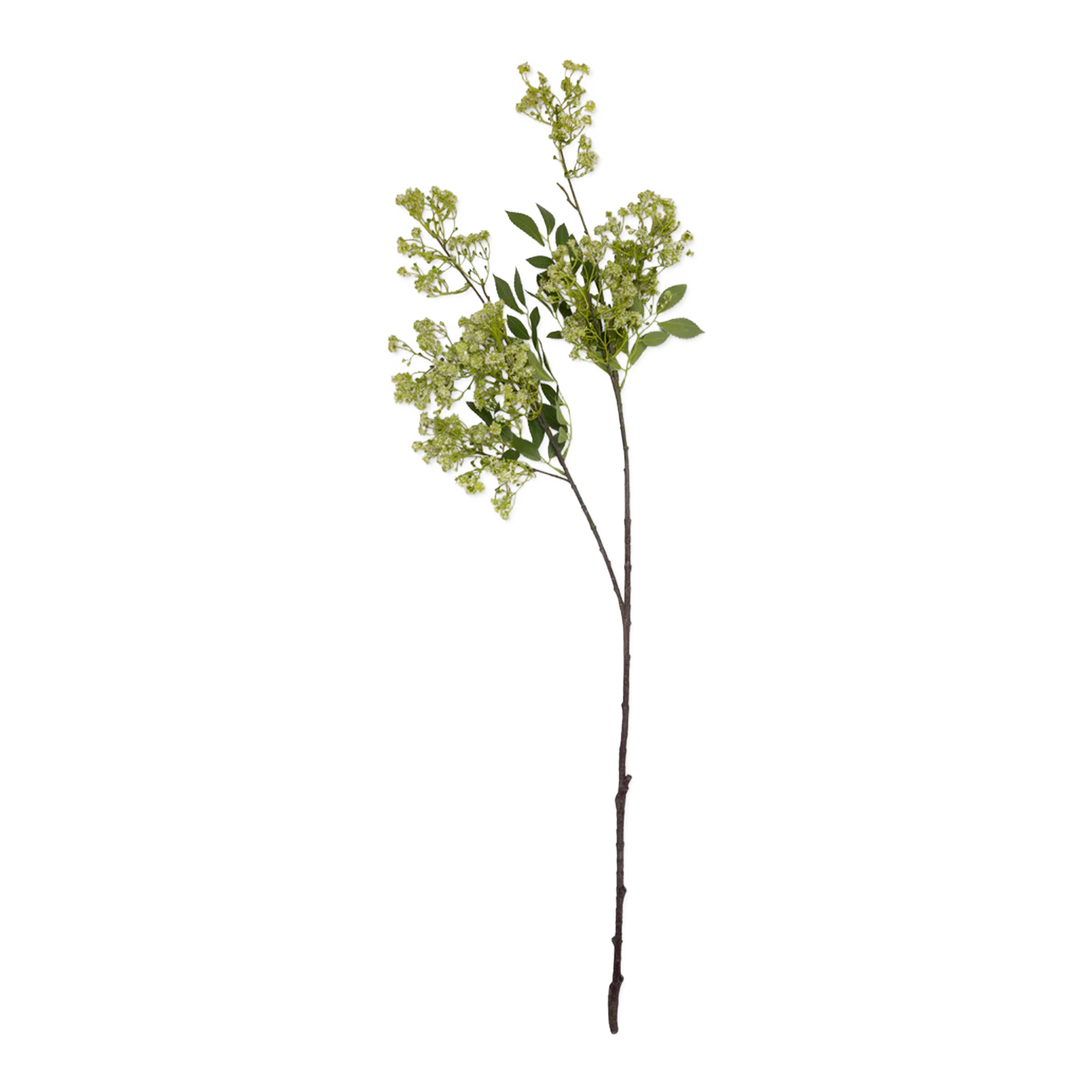 Summer Garden Branch