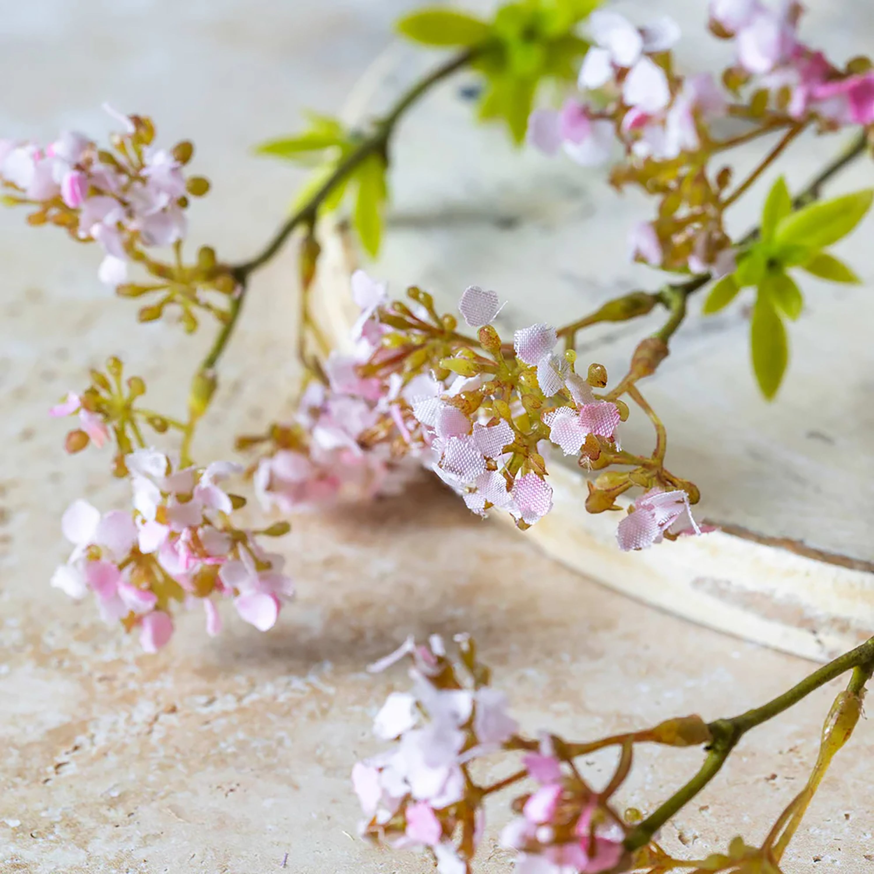 Cherry Blossom