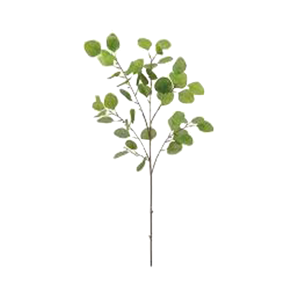Eucalyptus Leaf Spray Plant