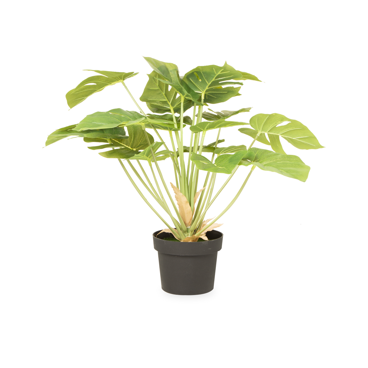 Monstera Plant