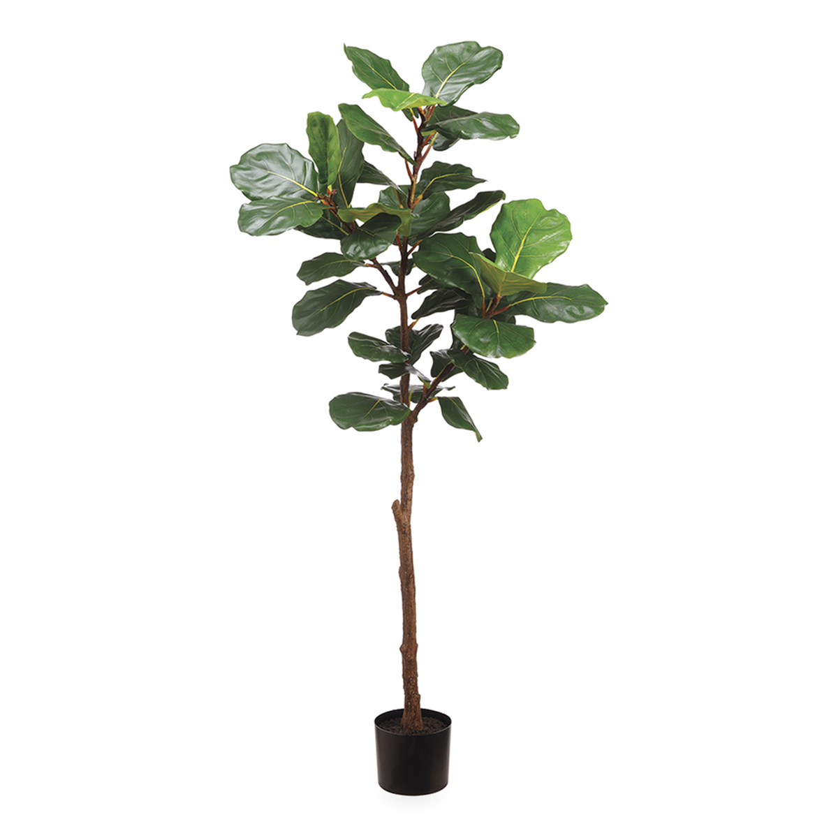 Fiddle Leaf Tree