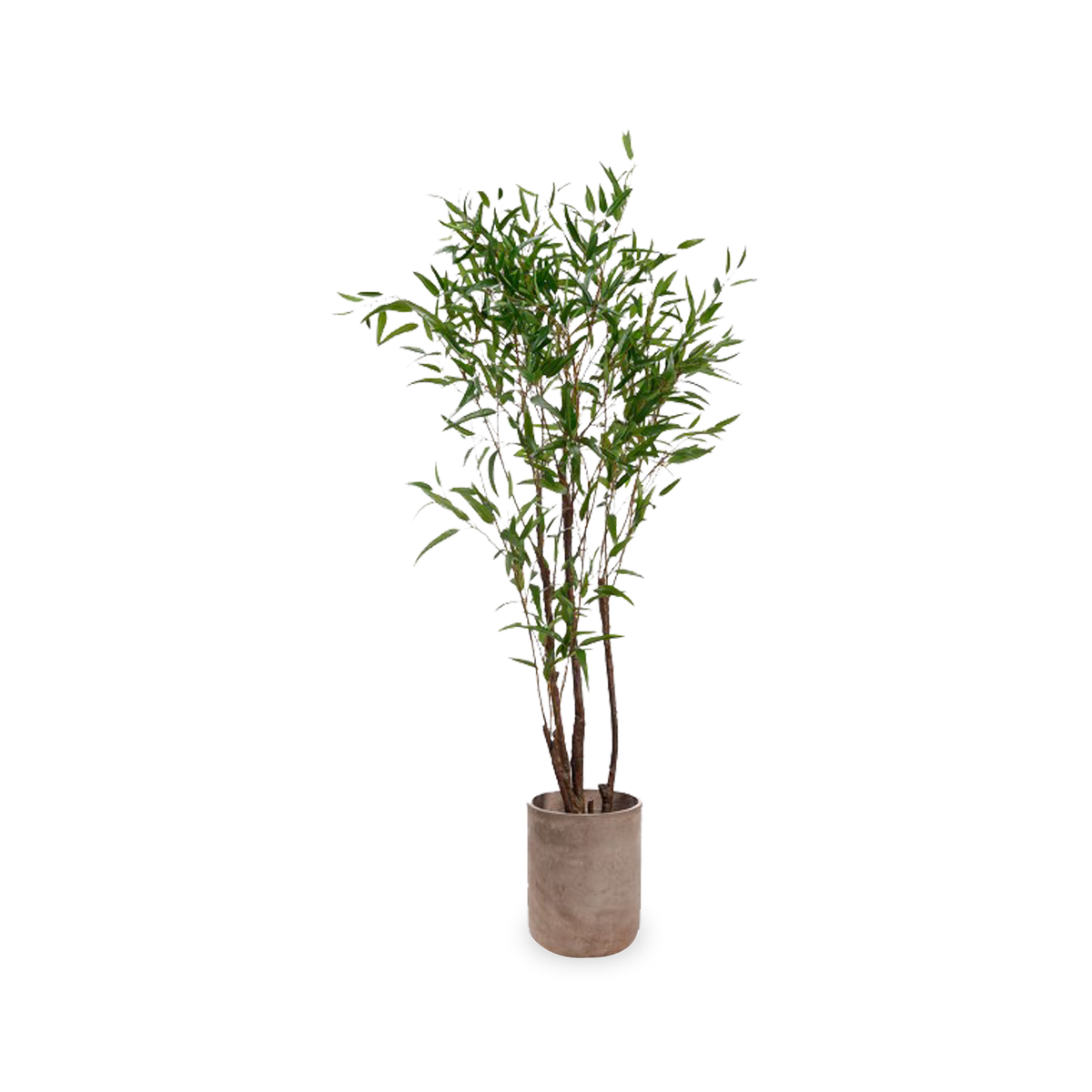 Bamboo Tree