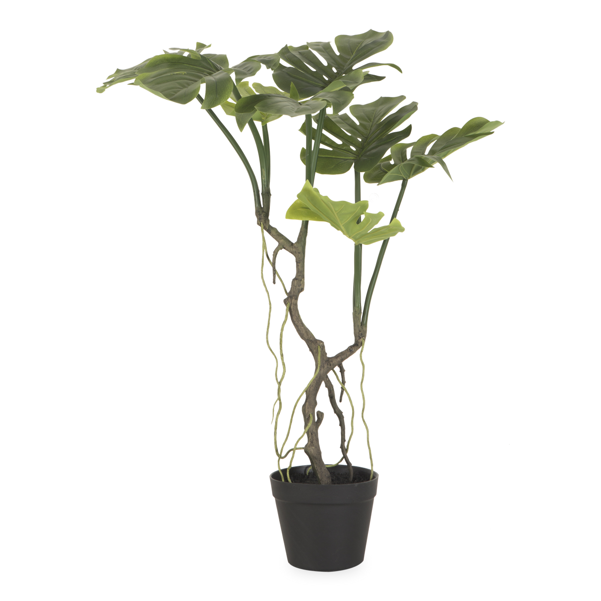 Japanese Aralia Tree