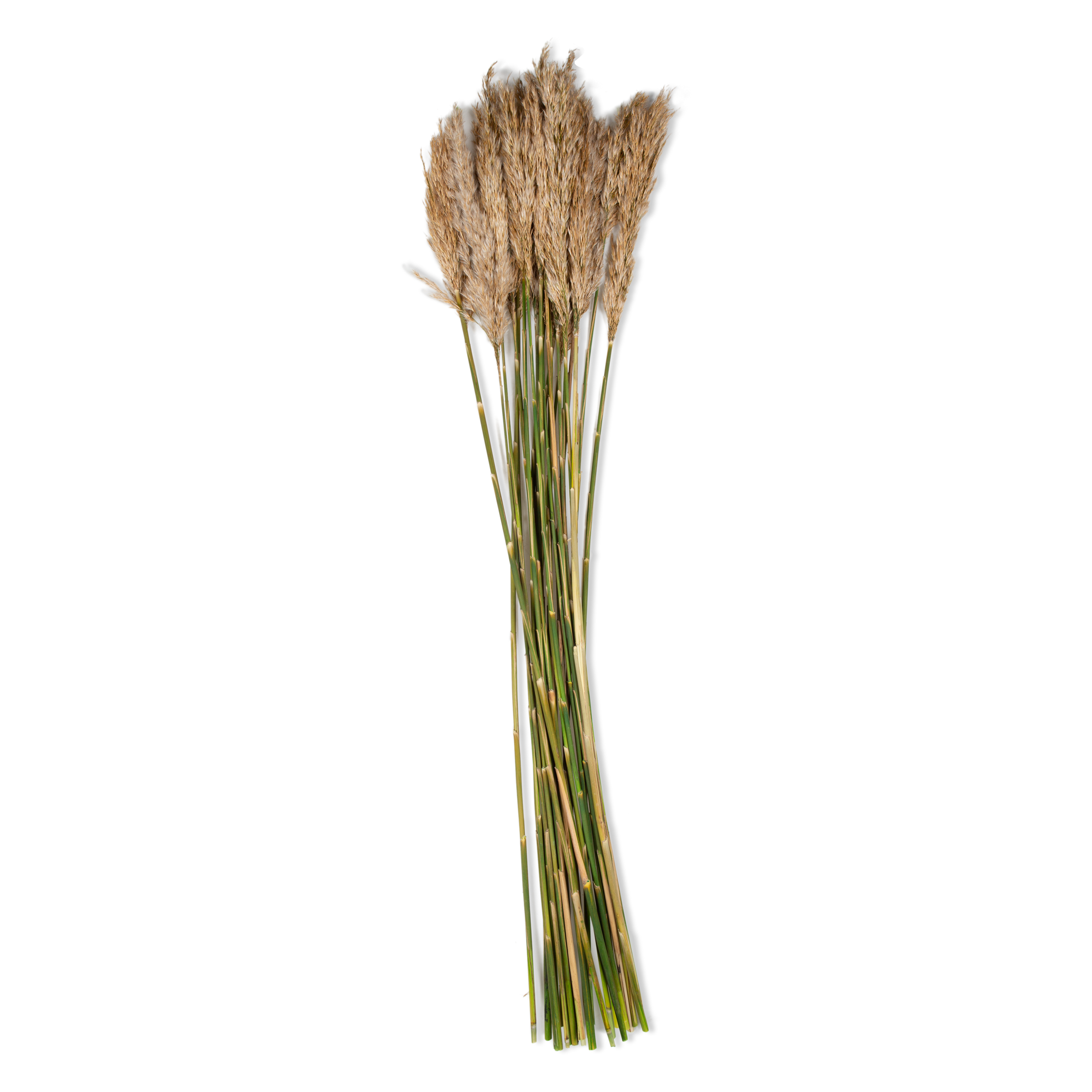 Marrying thoughtfully selected preserved botanicals with harvested branches, Elte's Natural Botanicals are professionally preserved to the highest quality.