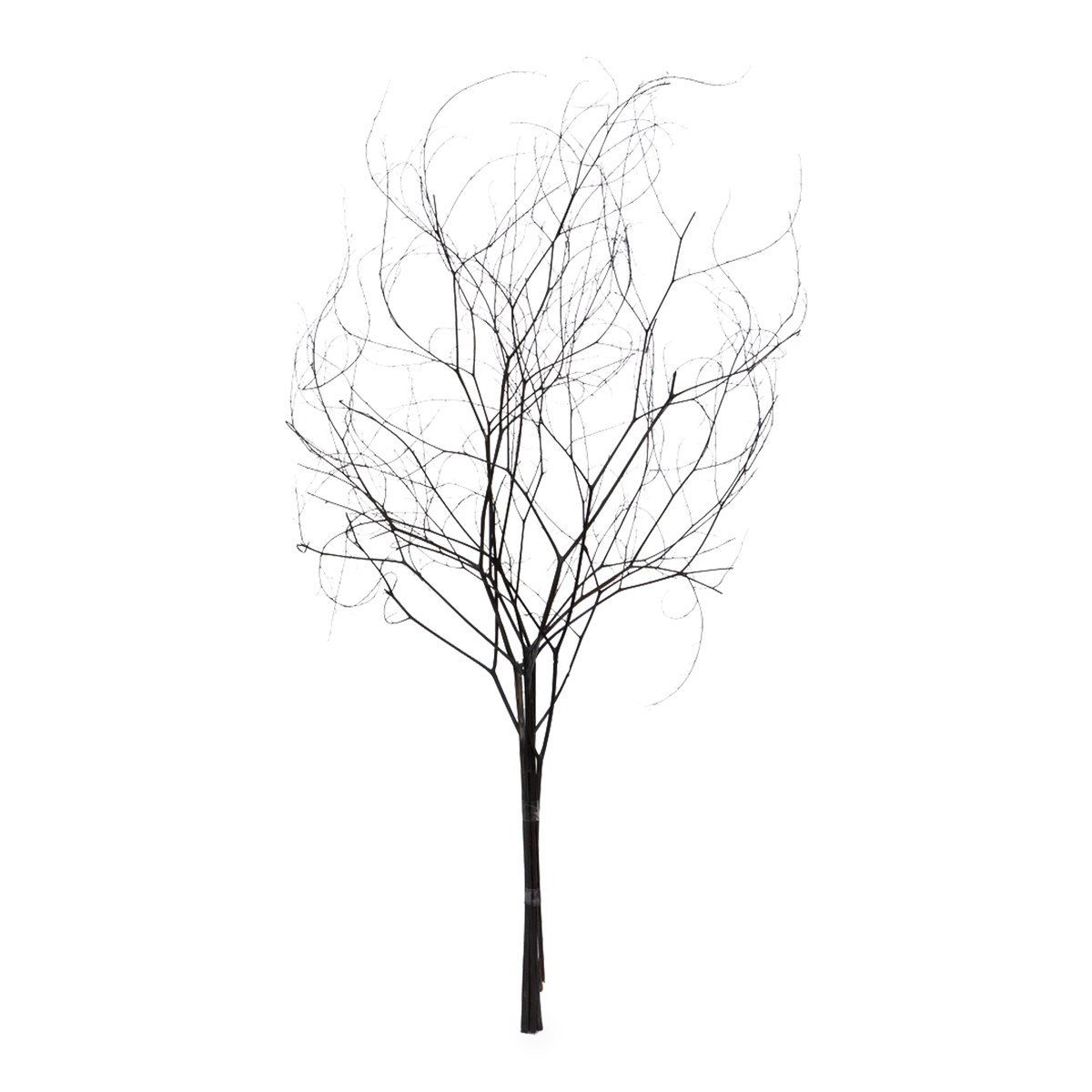 Skeleton Branch