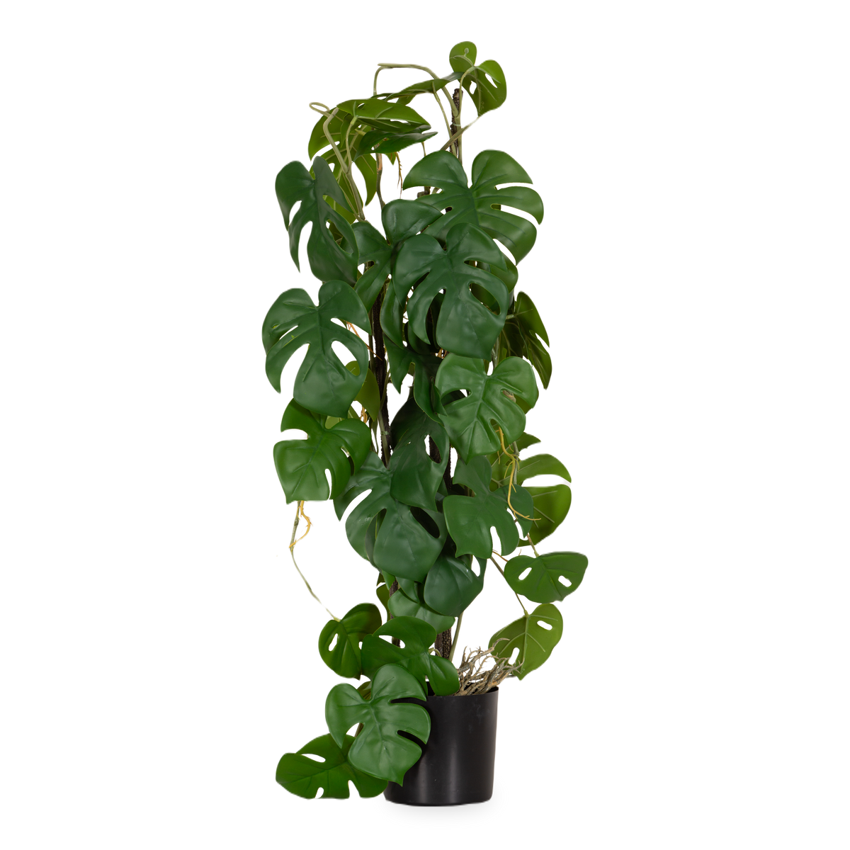 Climbing Split Plant