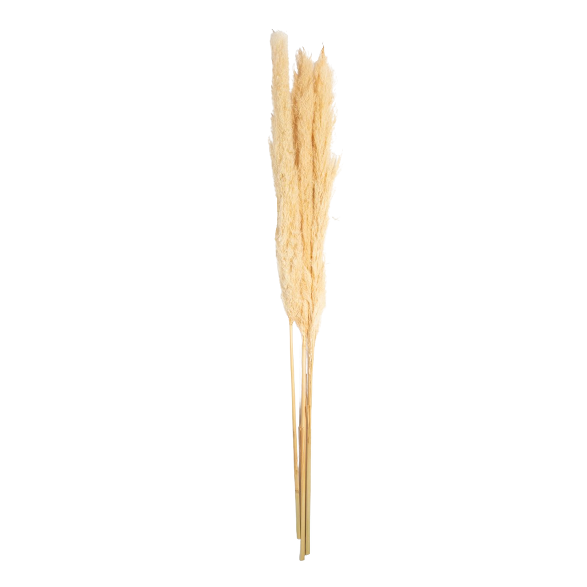 Pampas Grass Bundle