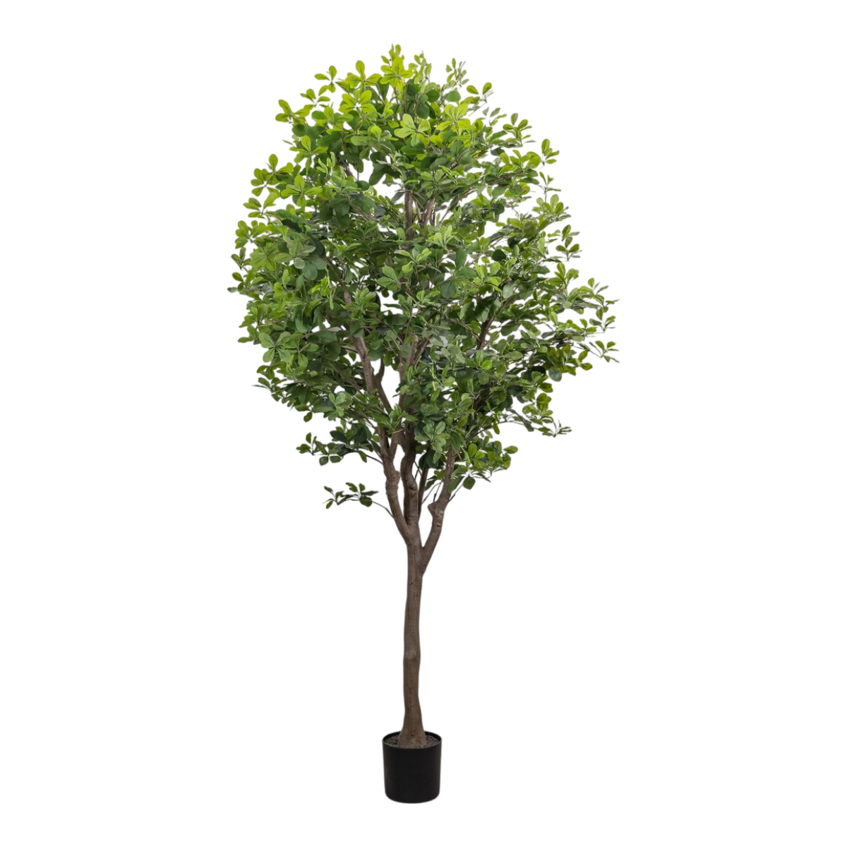 8' Aralia Tree