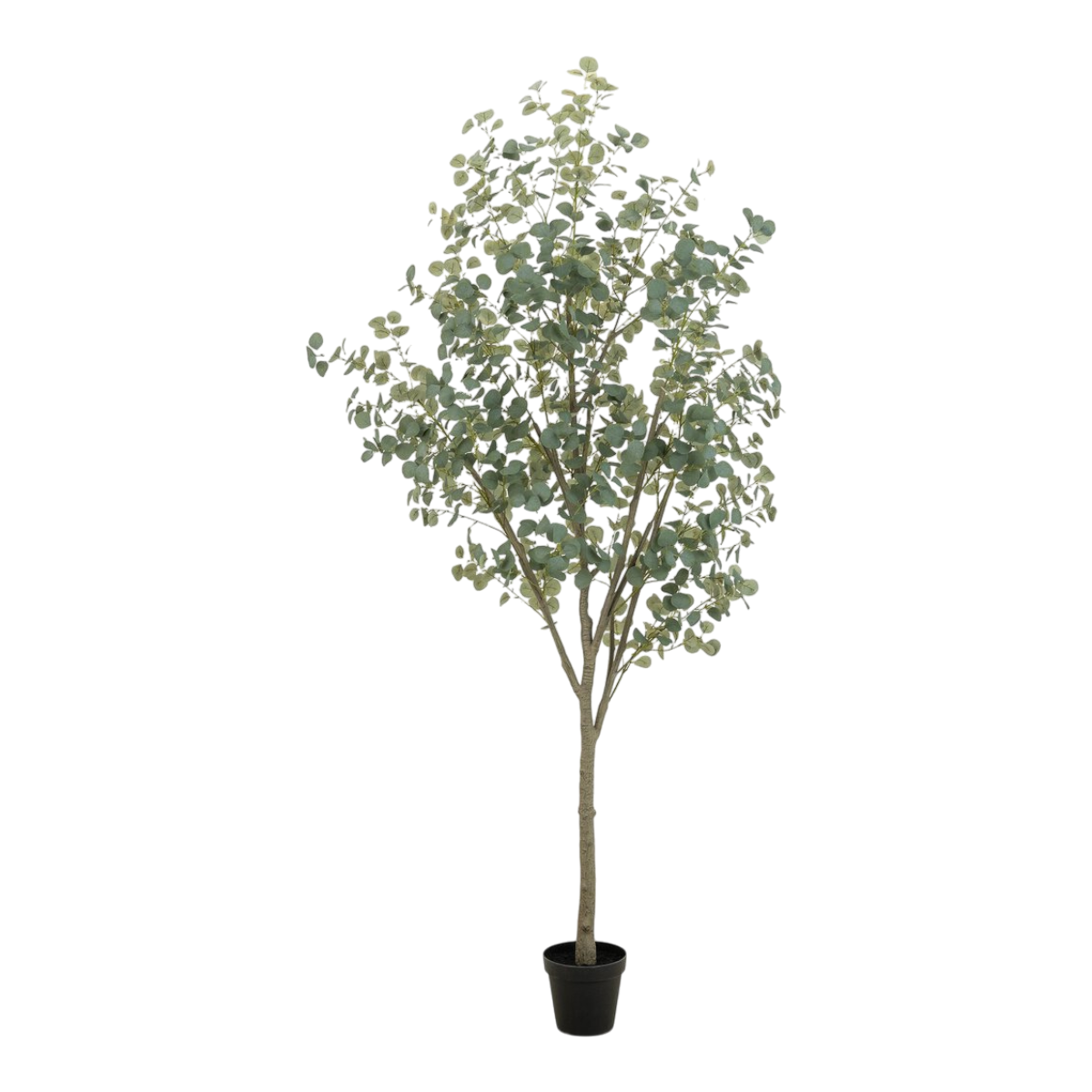 9' Eucalyptus Tree