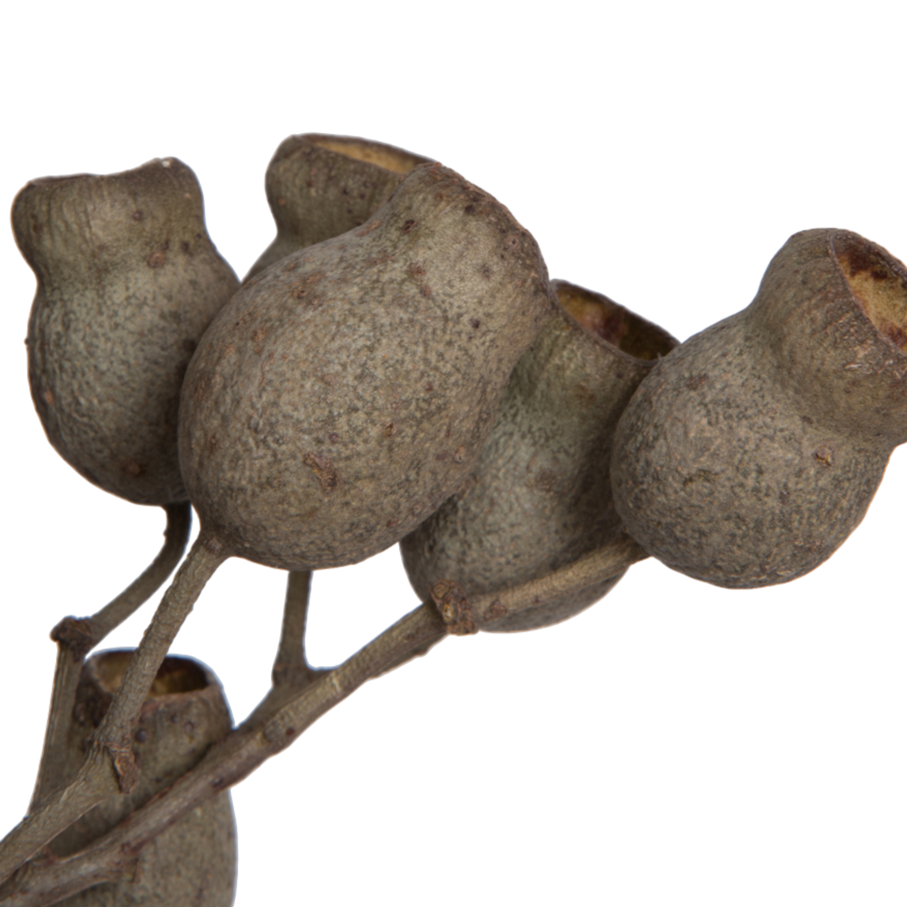 Natural Bellgum Branch Bundle