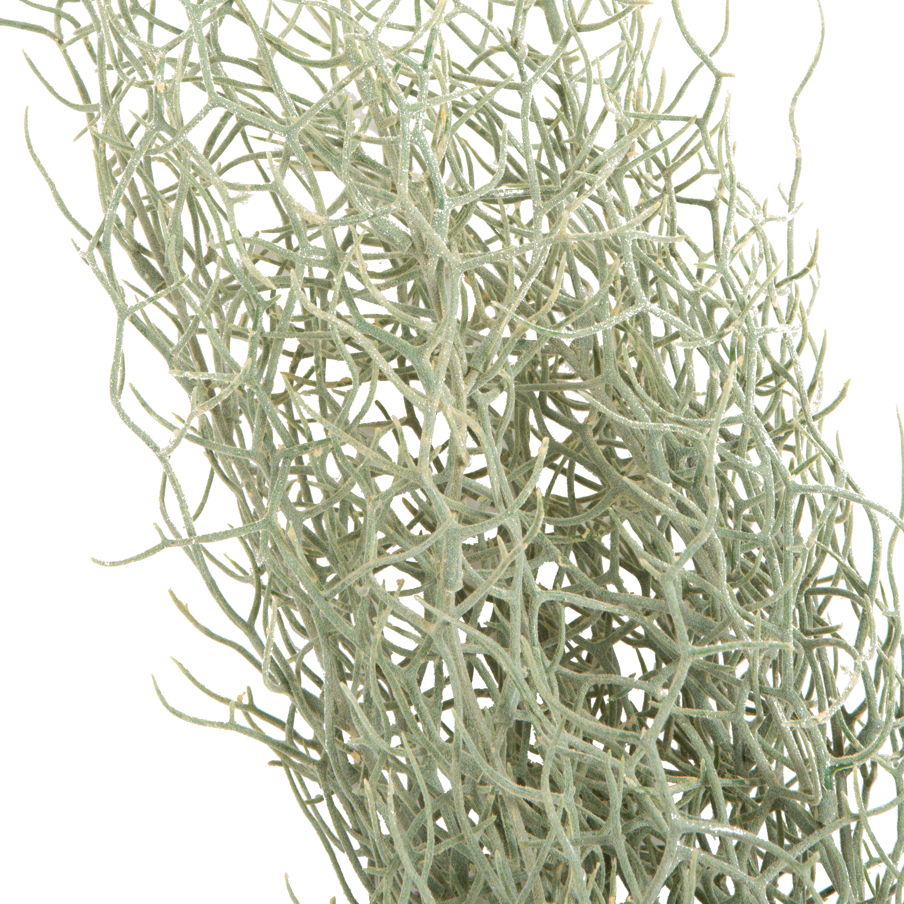 Grass Bush Stem