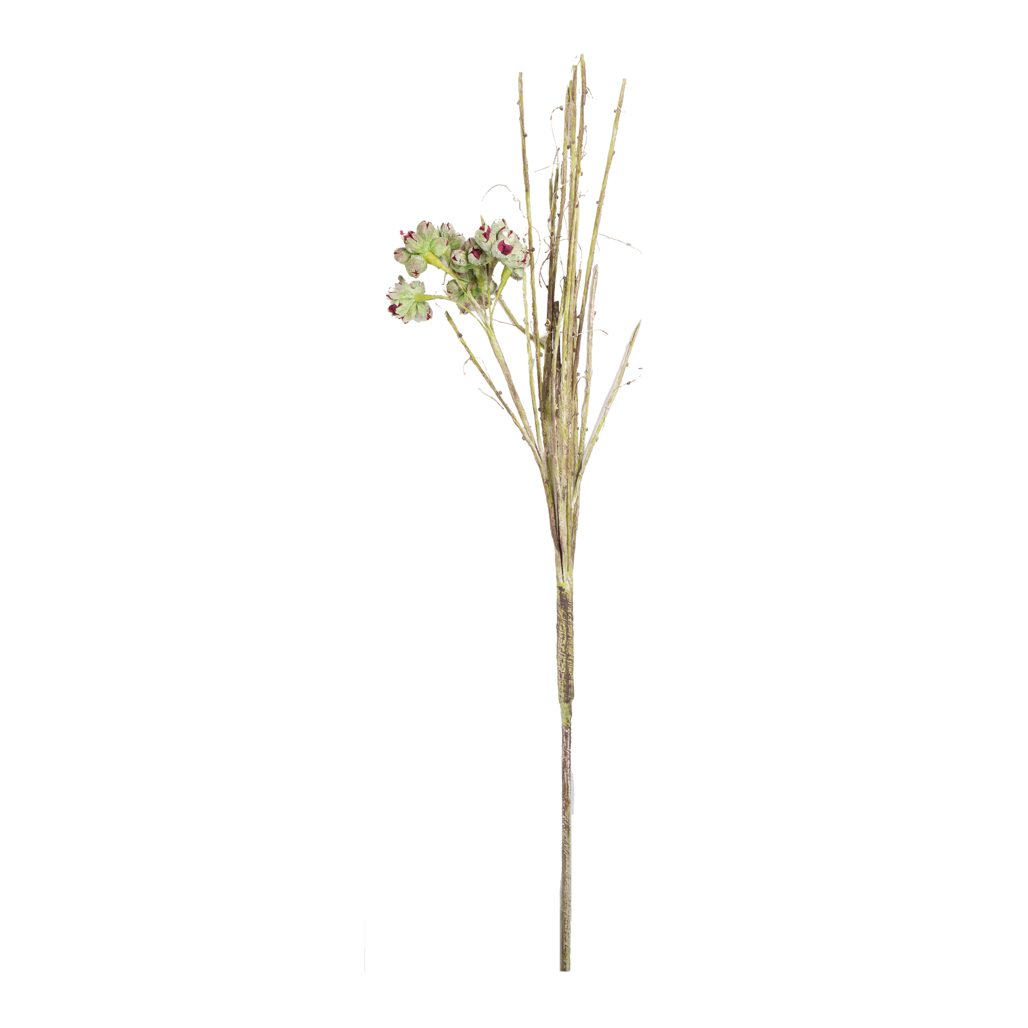 Wild Thistle Stem