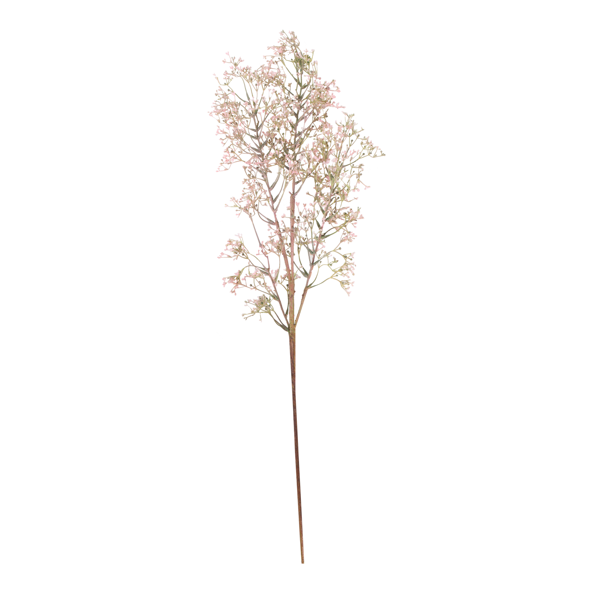 Wild Privet Stem