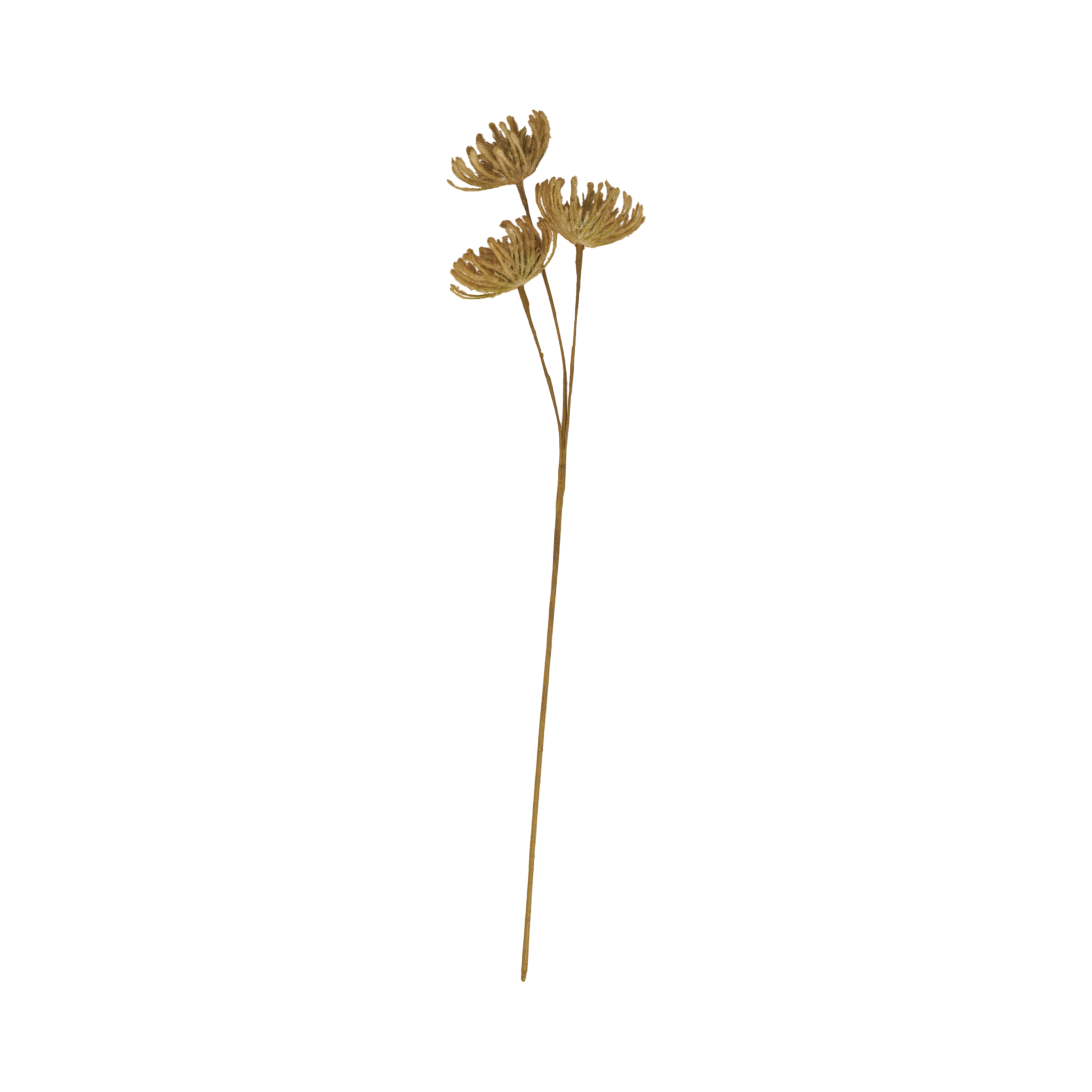 Leucospermum Stem