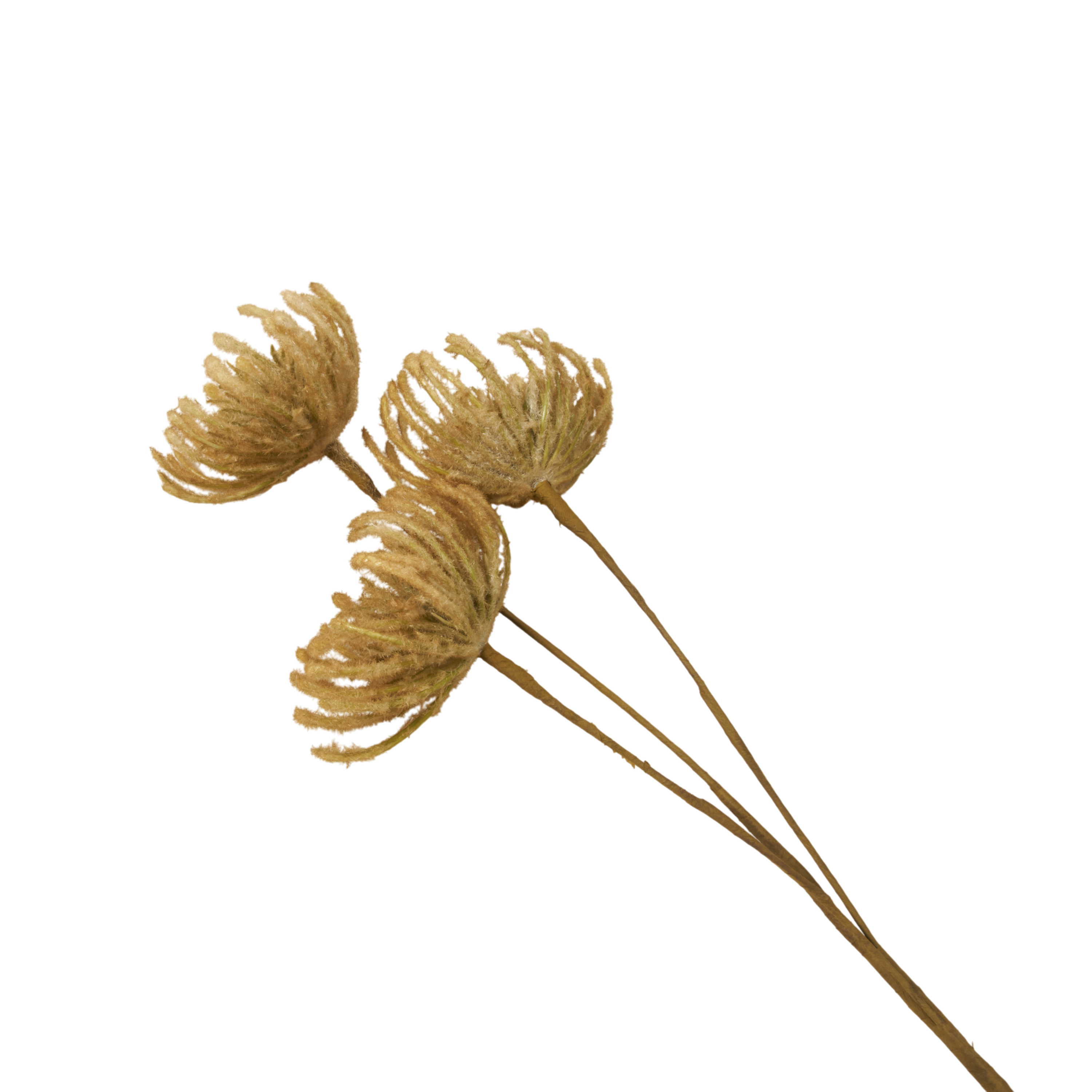 Leucospermum Stem