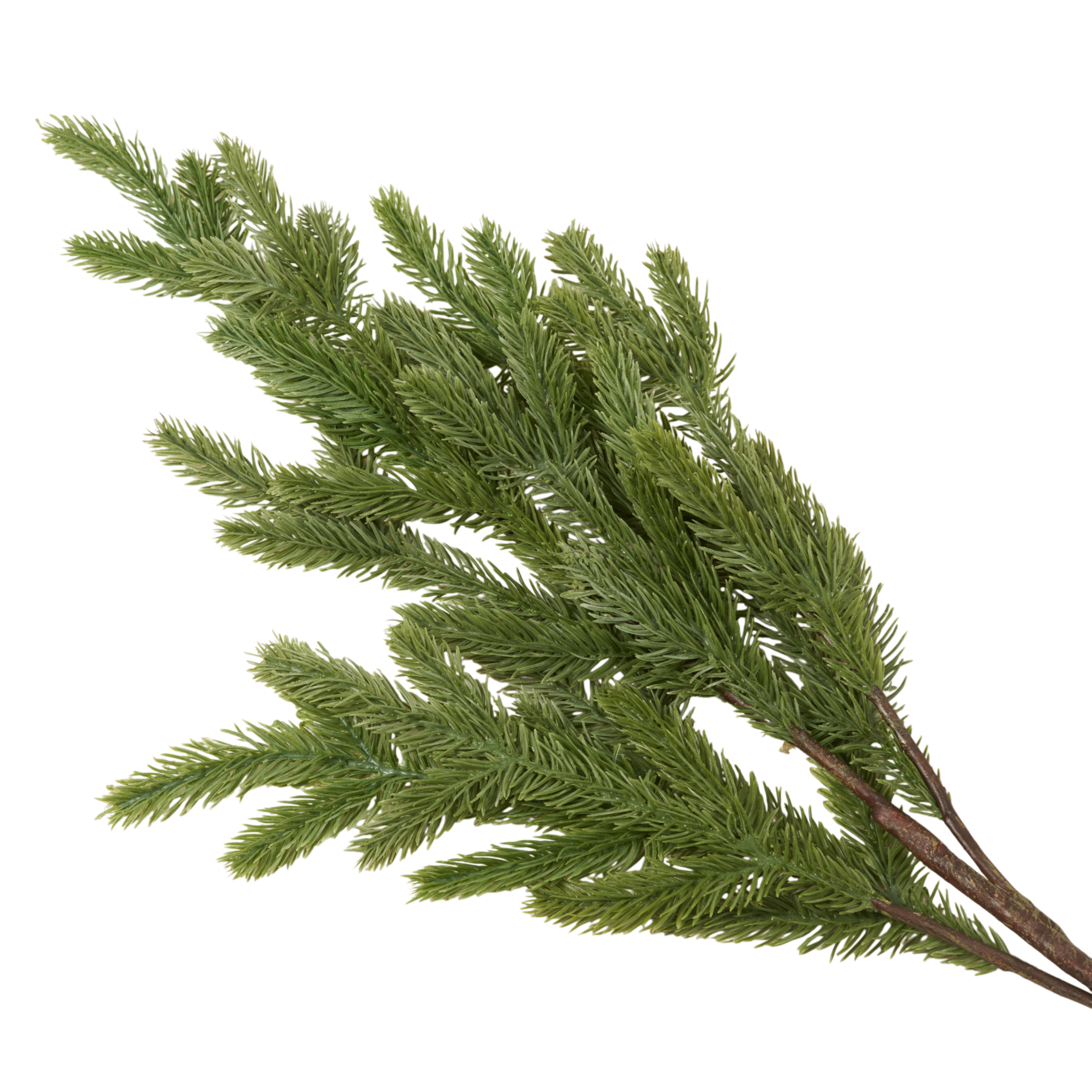 Foxtail Pine