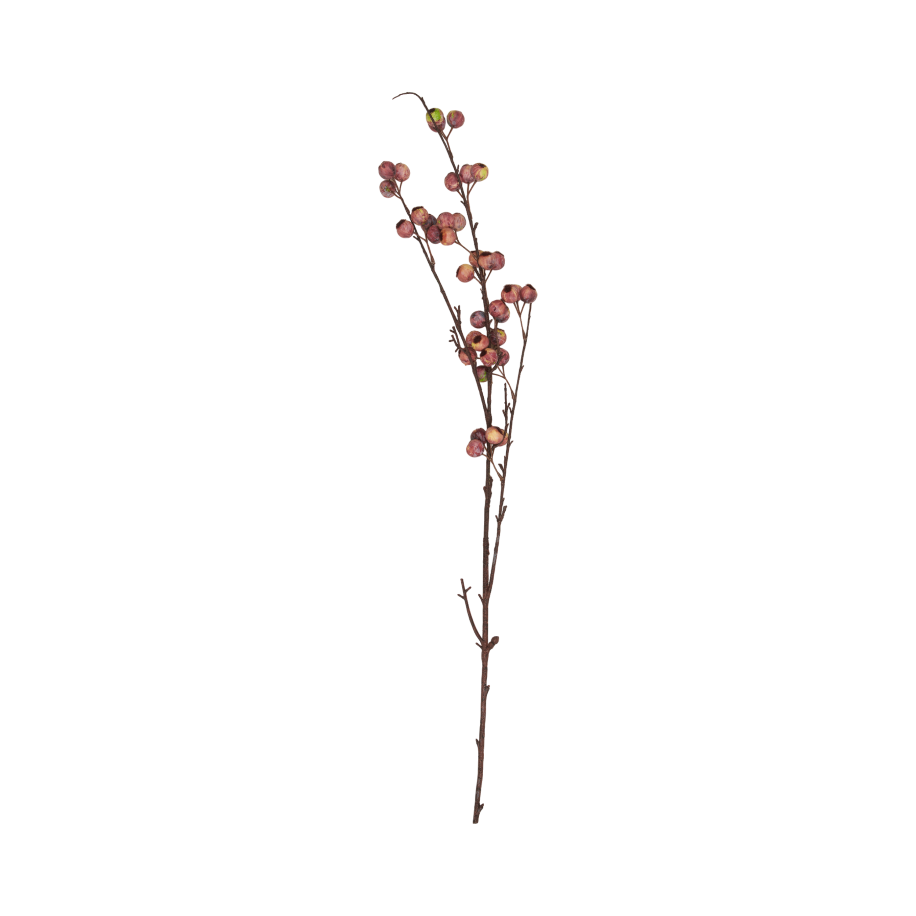 Berry Hawthorn