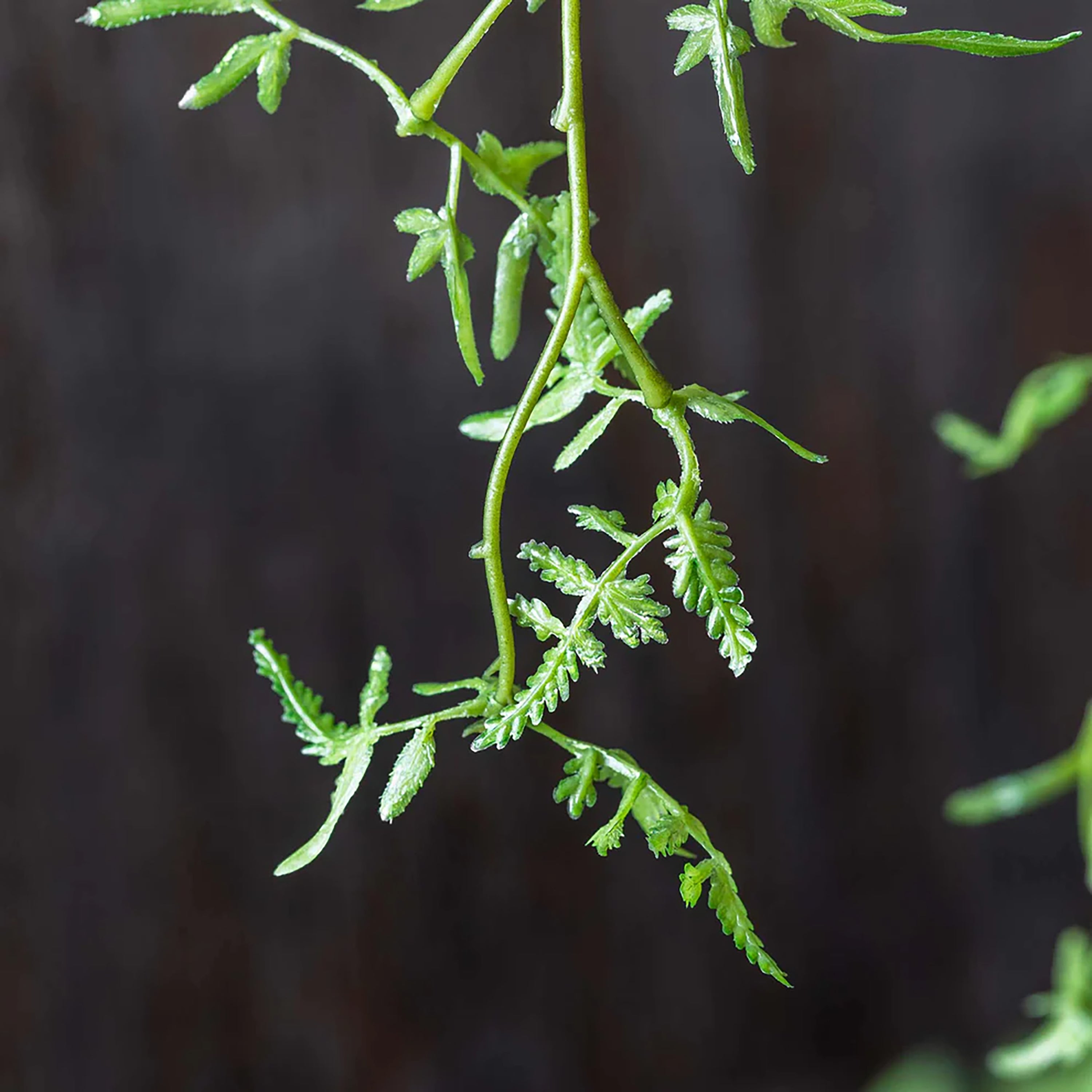 Fern Branch Stem