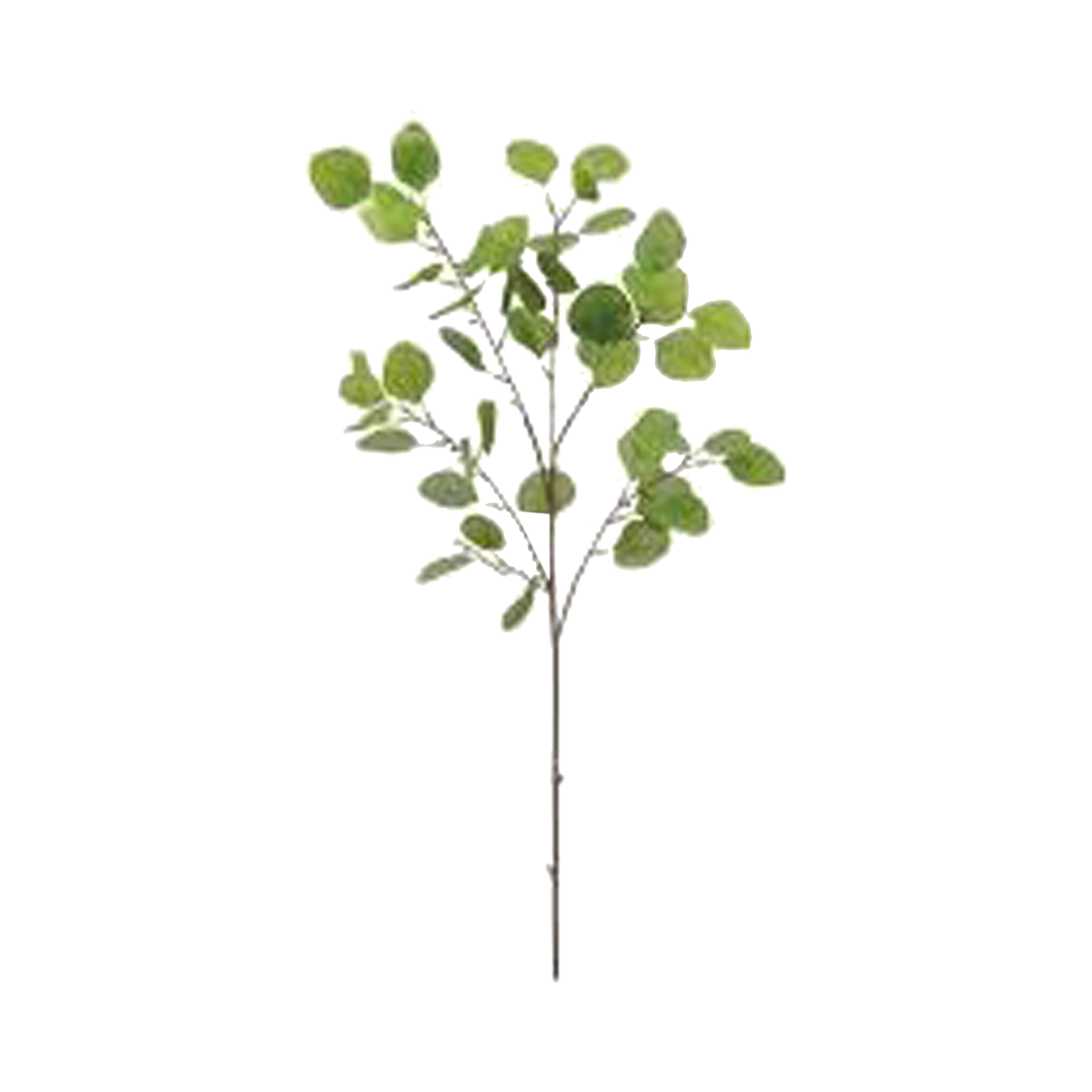 Elevating the atmosphere in your indoor rooms with a natural green touch, the Eucalyptus Leaf Spray Plant provides an elegant, slender body with an abundance of rounded leaves.