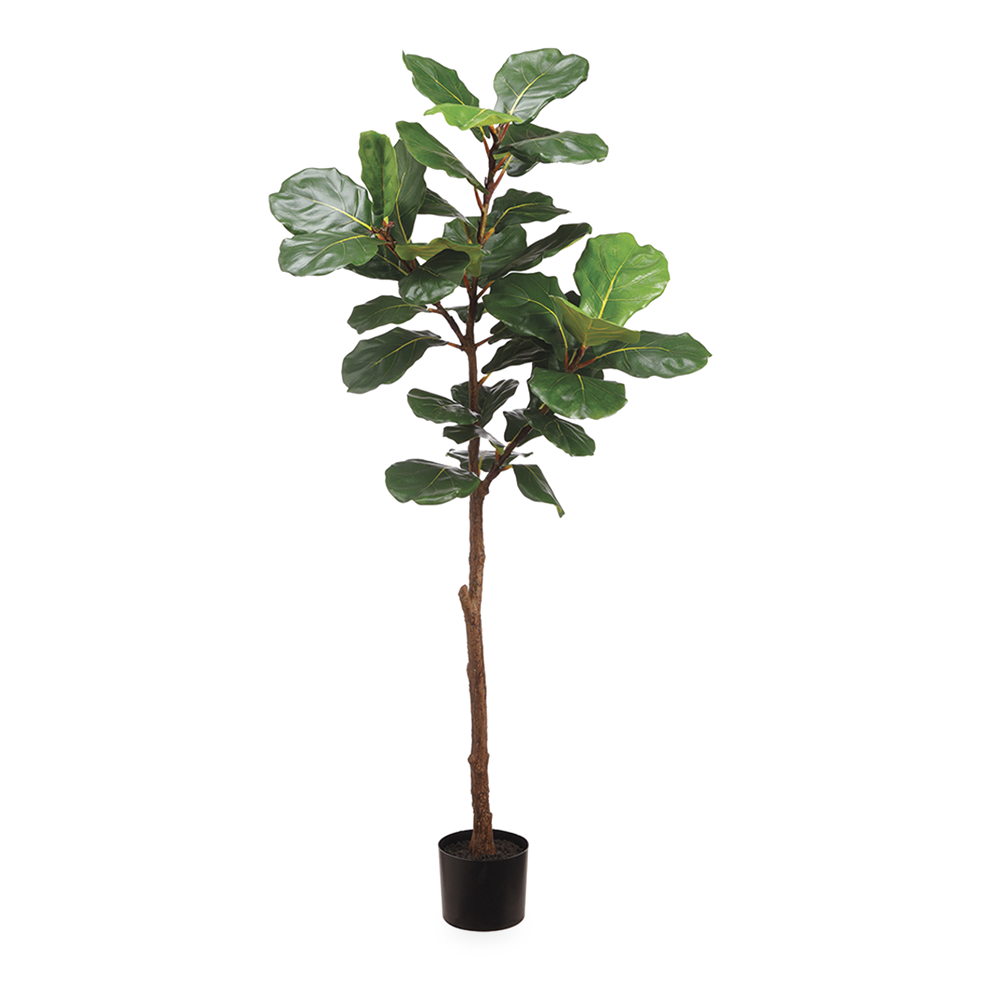 This elegant faux Fiddle Leaf Tree stands 6 feet tall with a kempt body and lush foliage at the top.