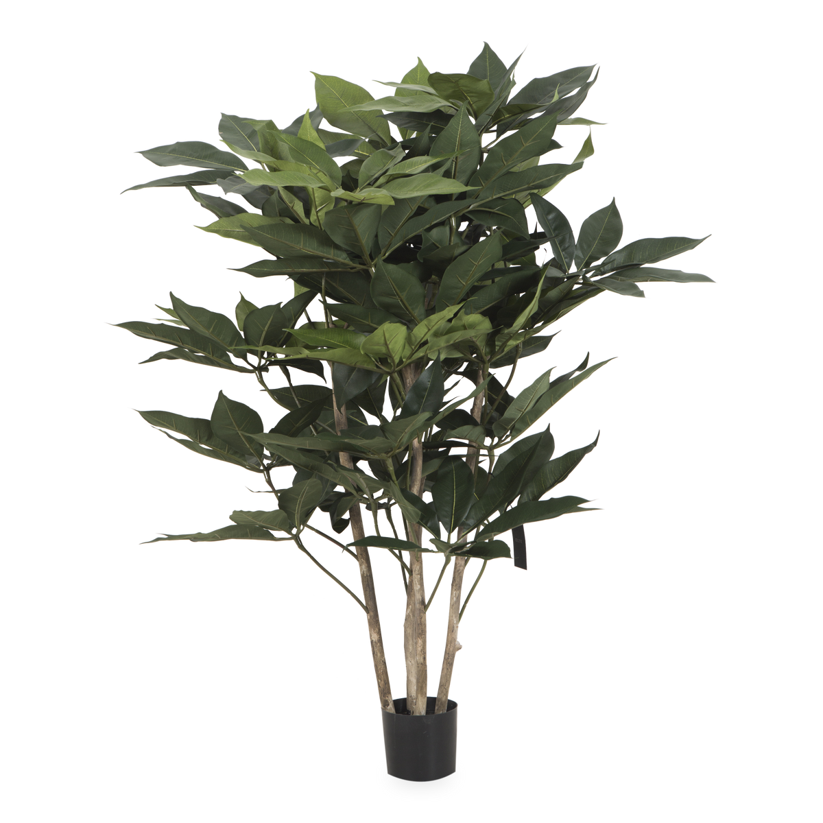 Schefflera Tree